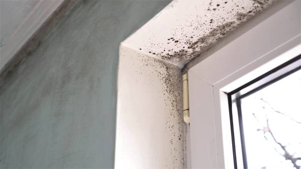 Best Black Mold Remediation in Coal City, IL