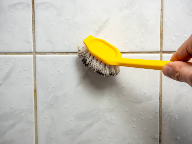 Professional Mold Remediation in Coal City, IL