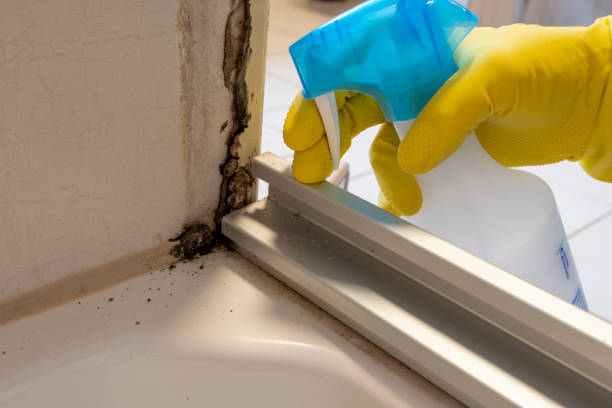 Best Residential Mold Remediation in Coal City, IL