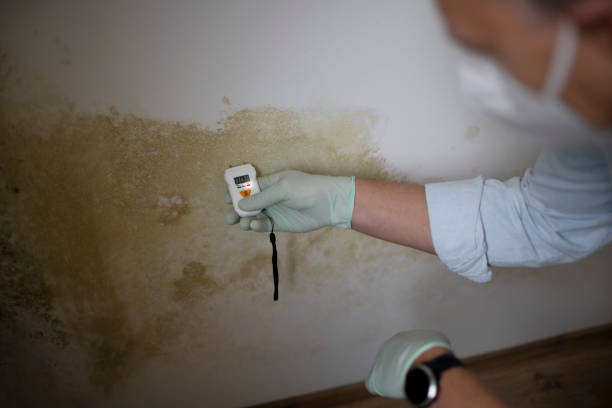 Best Mold Testing and Inspection Services in Coal City, IL