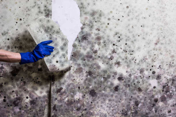 Best Localized Mold Remediation (e.g., coastal areas, humid climates) in Coal City, IL